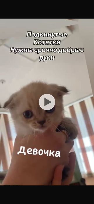 Отдам даром котят