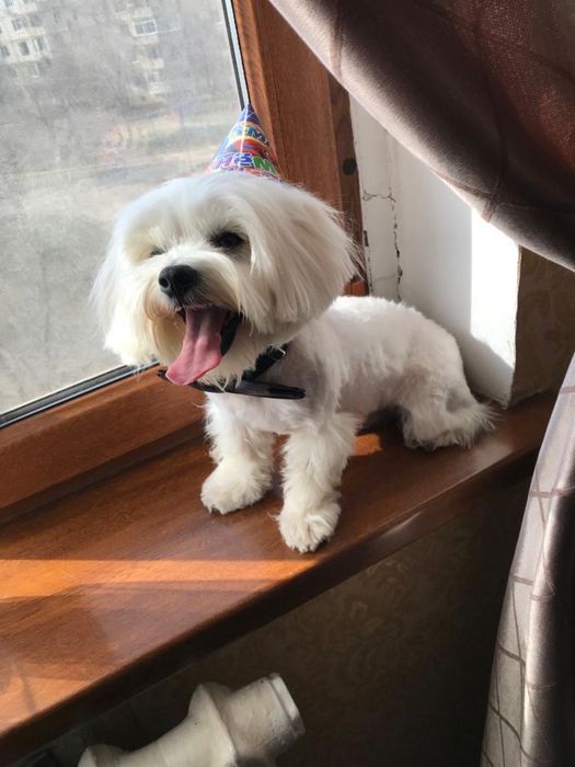 Ищем собак (сук) для вязки