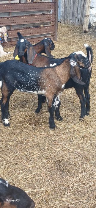Козлята Нубо Биталы