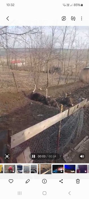 Famile de struți de vanzare