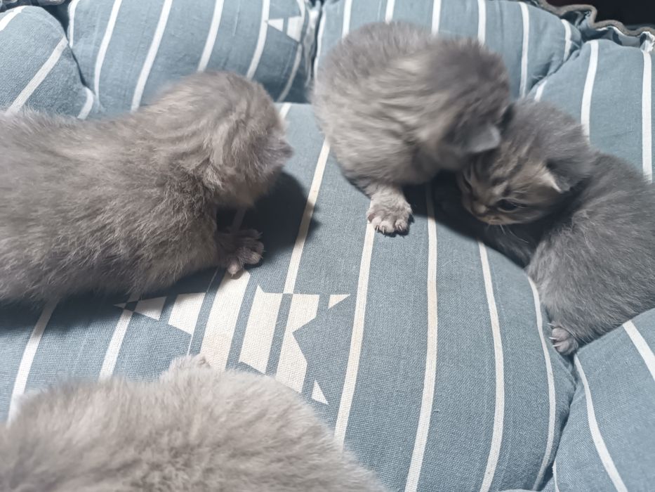 Mushuk bolasi sotiladi