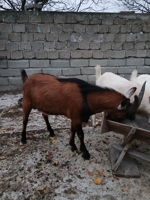 Țap de vânzare corcitura cu anglonubian si unul alpin francez