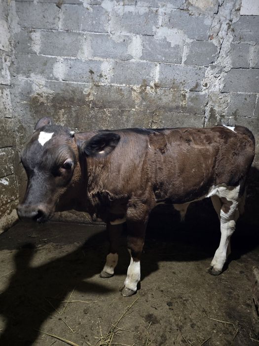 Vând vițel are 2 luni jumate