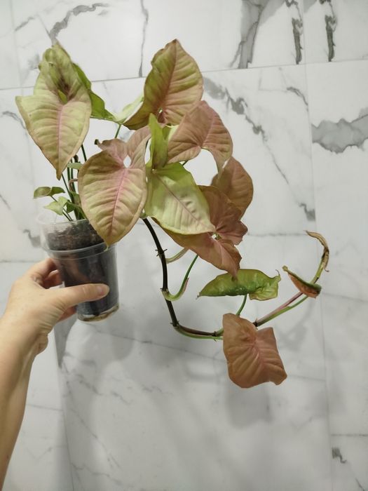 Продам сингониум Неон Пинк