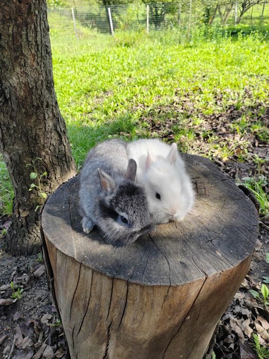 Vând iepuri cap de leu