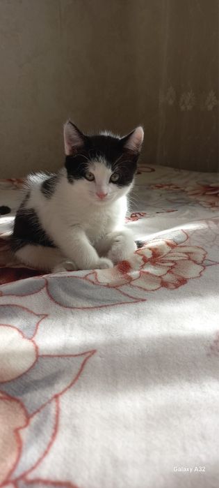 Отдам котят в хорошие руки