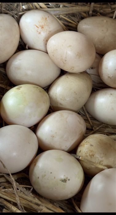 Vand oua de rata leseasca neagra