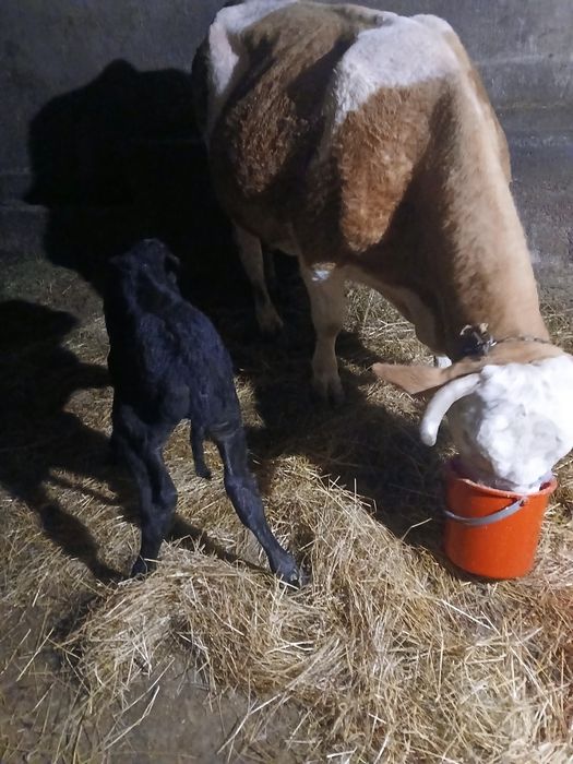 Vand vaca de 10 ani cu tauras august fatata de 3 zile