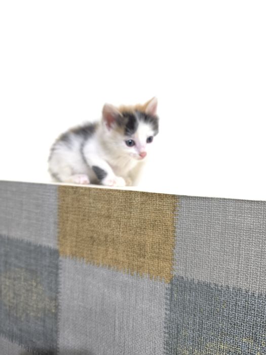 Отдам в добрые , надежные руки , домашнего котенка