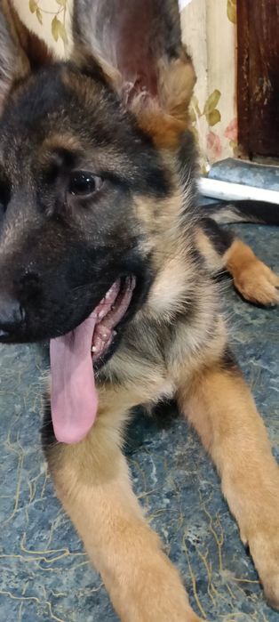 Продам щенка немецкой овчарки