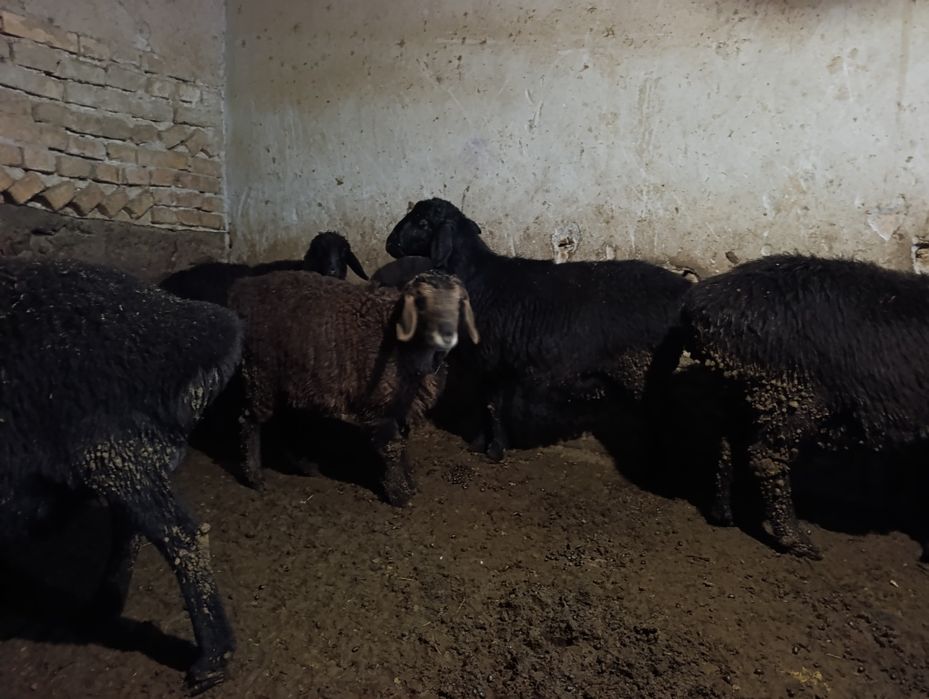 Solu quyla sotiladi 7 oylik va kotta ona bola bogozlariyam honadondan