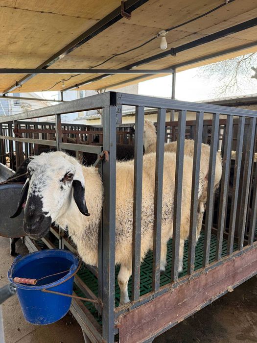 Qo'chqor, Qo'y, Qo'ylar, Кучкор, Куйлар