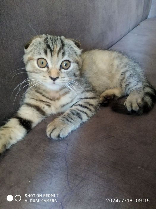 Кошка скотишфолд