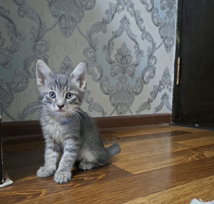 Котята хорошие руки