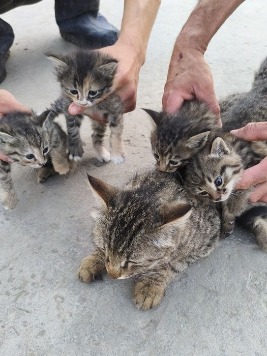 Mushiklar xadiyaga beriladi