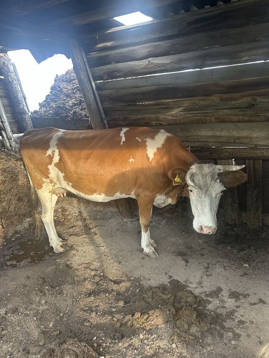 Продам коров дойные