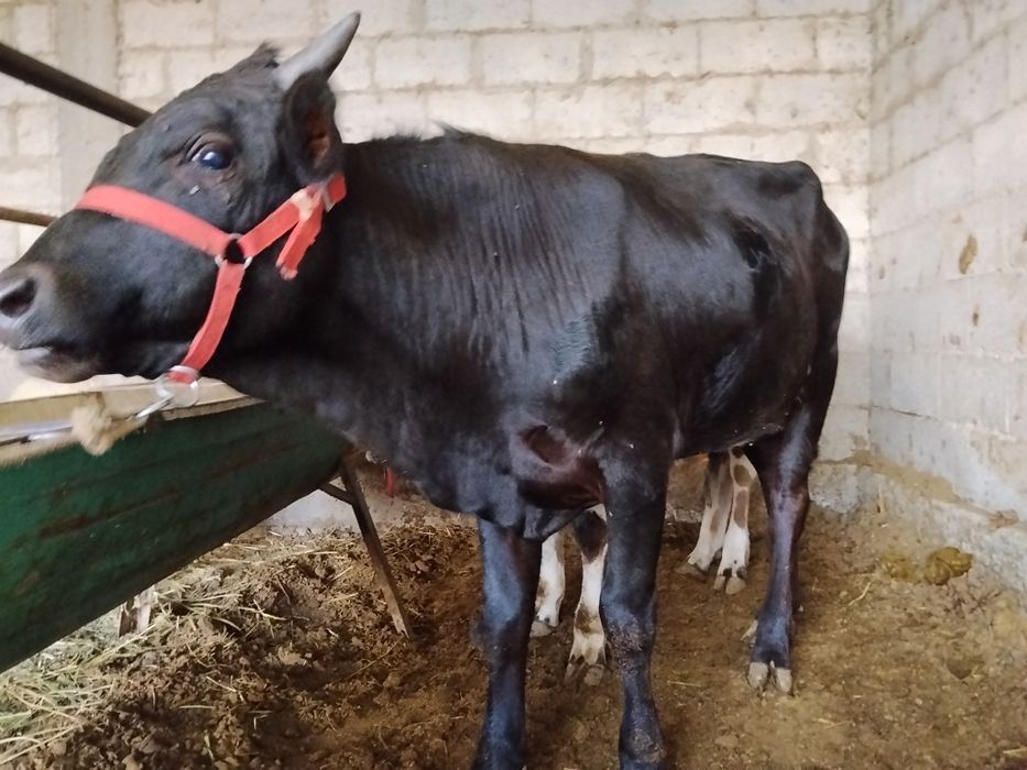 Buqacha sotiladi. Narxini kelishamiz