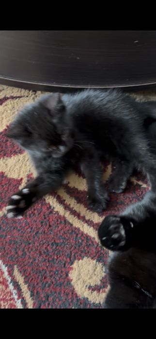 Отдам котенка в добрые руки