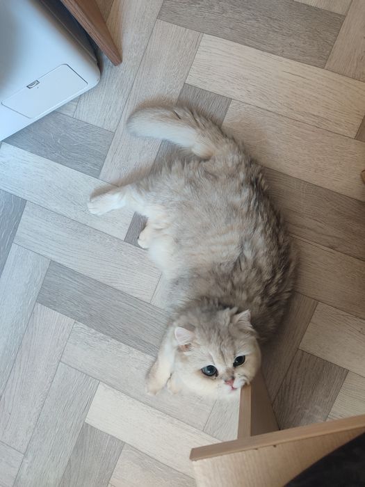 Отдам кота в добрые руки