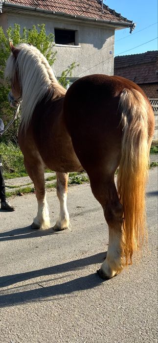 De vanzare manza de 4 ani fara defecte invatata la trasura si calarie