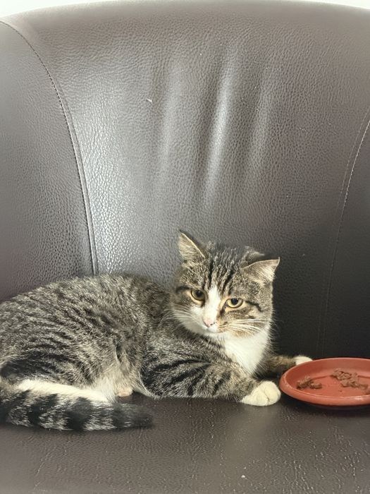 Отдам котика срочно