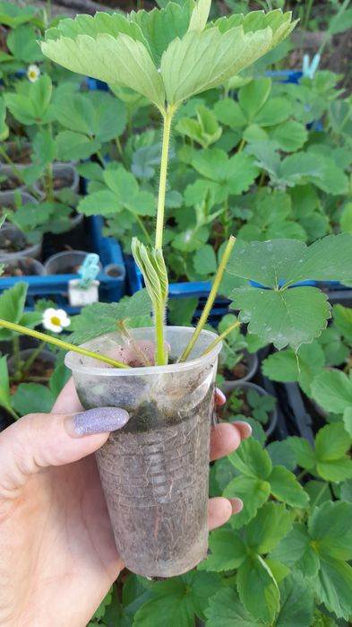 Продам рассаду клубники