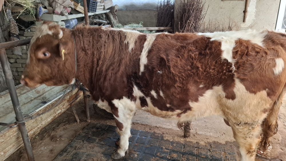 Зотдор Сментал бука сотилади.