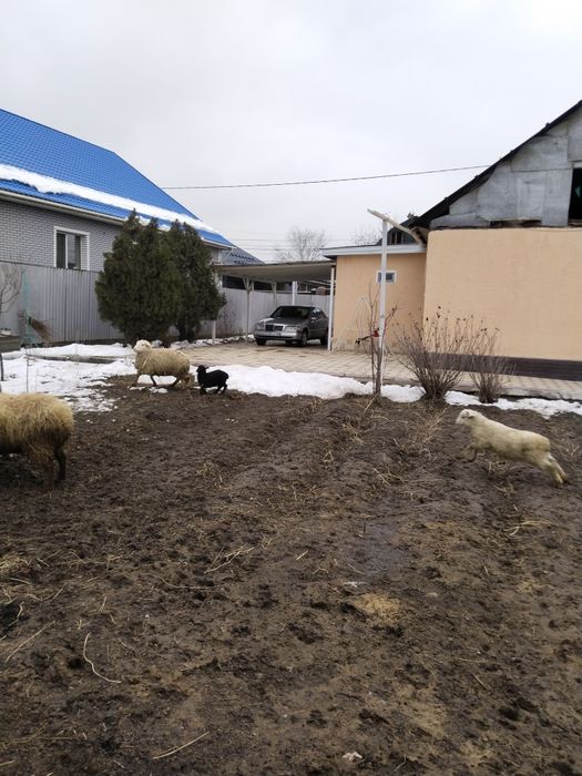 Продам маток с ягнатами домашних жирных.