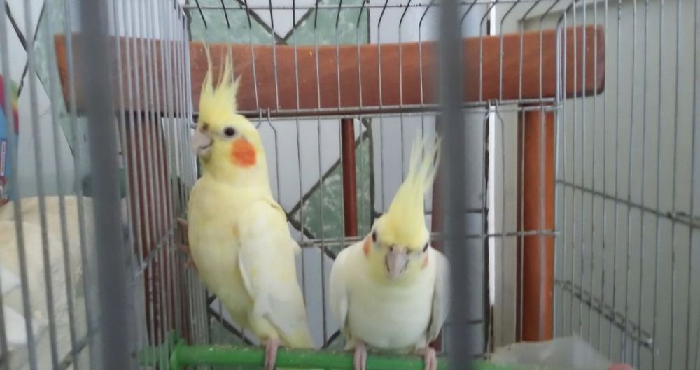 продам красивые птицы  кареллы