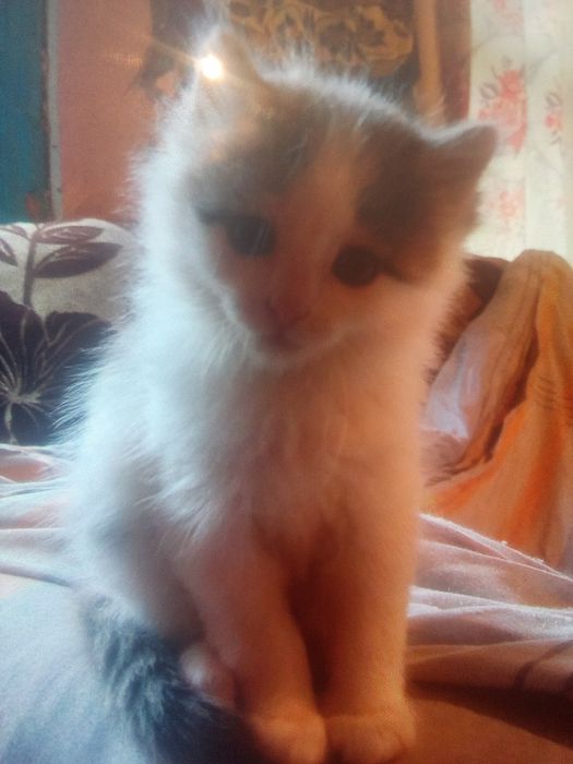 Отдам котят в нужные руки