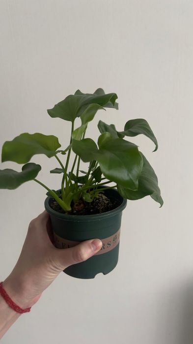 Филодендрон дваждыперистый