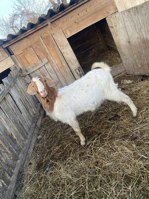Vând țap Boier (sau schimb pe Capra gestantă) pentru mai multe detalii