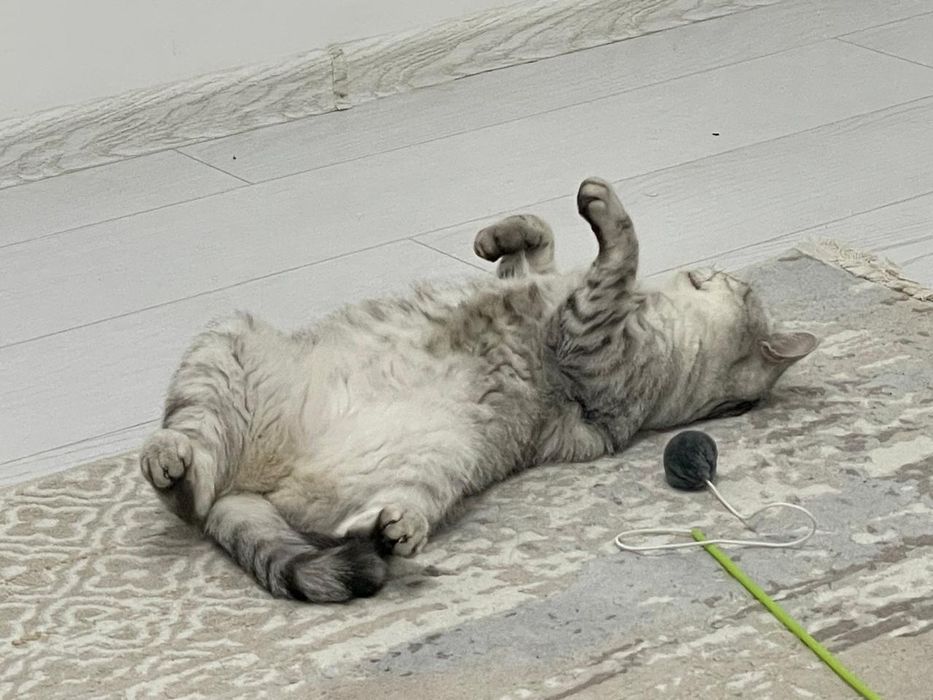 Шотландский вислоухий кот