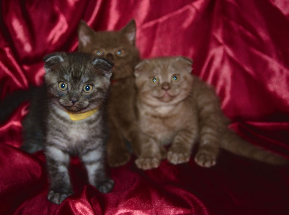 Pui de pisică Scottish Fold