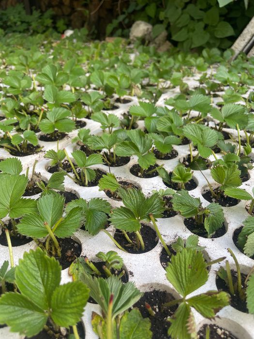 Разсад Ягоди сарт дели