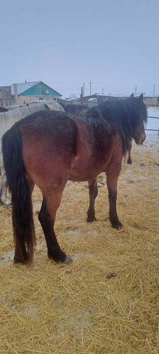 Продам жеребца для табуна