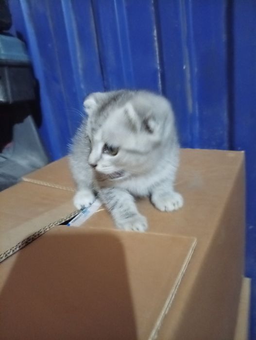 Отдам котенка девочка