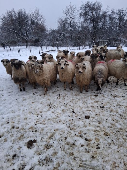 Vând 32 de oi 17 cu mei si 15 gata sa fete