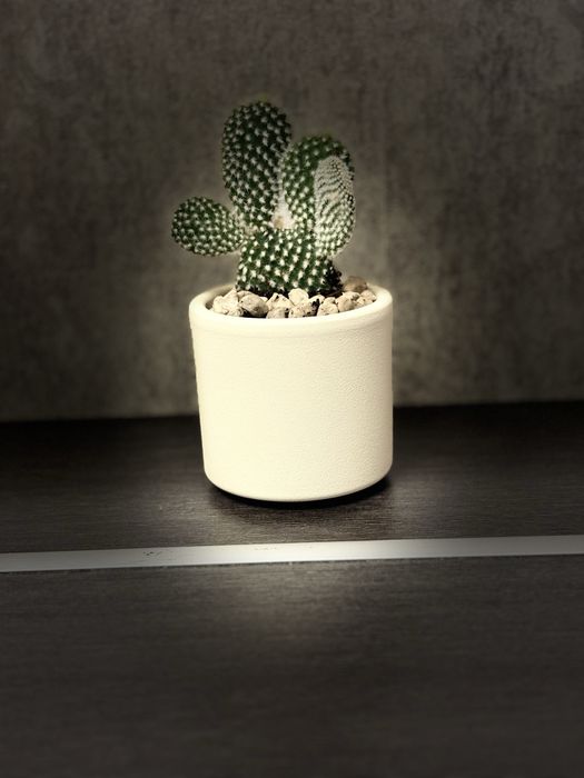 Кактус - Граф Бодливски