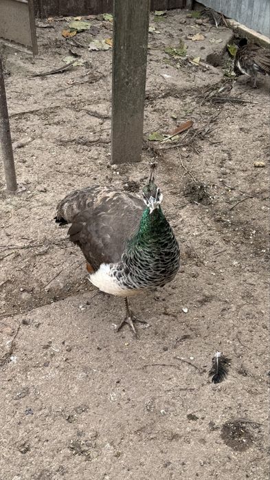 Vand paun sau pauni tineri pereche sau separat