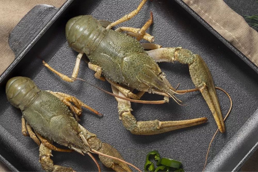 свежий живой рак оптом