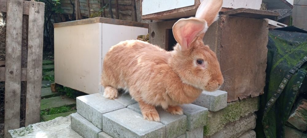 Uriaș german galben de vânzare