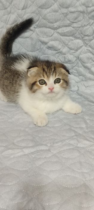 Продаются шотландские вислоухие