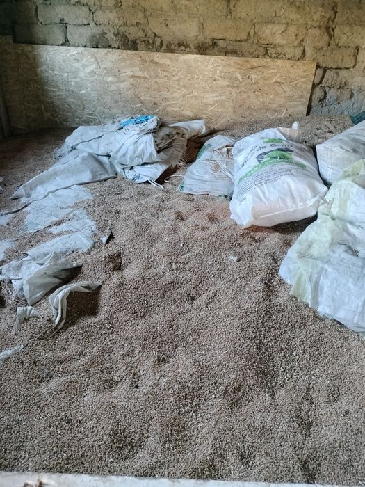 Vând grâu treierat anul trecut