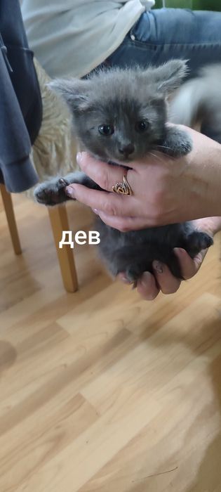 Милые и смышленные котята
