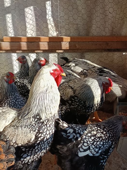 Wyandotte argintiu (ouă de incubat)