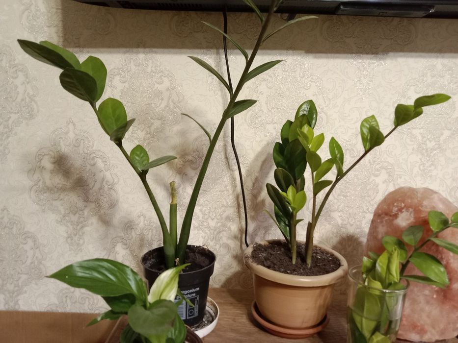 Комнатные цветы, цветы для дома