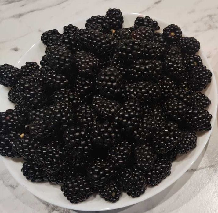 Кусты ежевики, взрослые