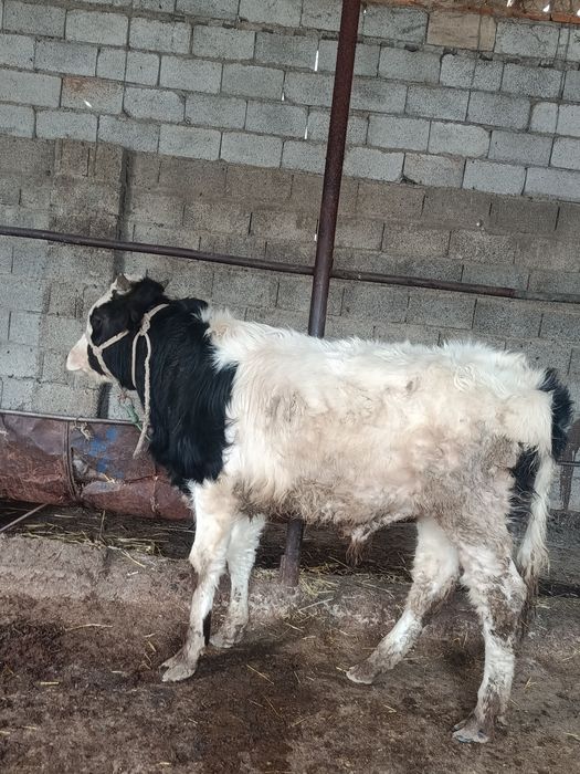 Буқа сатылады аа