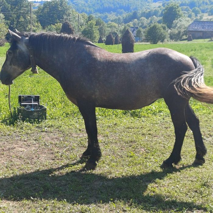 Vând o mânză de 3 ani si 2 mânzi de 1 an si de 2 ani